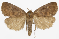 Rusina ferruginea