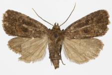 Rusina ferruginea