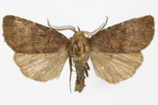 Rusina ferruginea