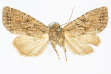 Apterogenum ypsillon
