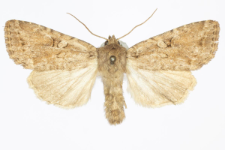 Apterogenum ypsillon