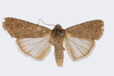 Spodoptera exigua