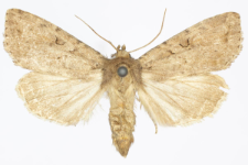 Apterogenum ypsillon
