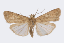 Spodoptera exigua