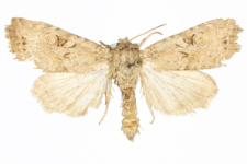 Apterogenum ypsillon
