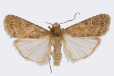 Spodoptera exigua