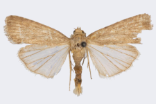 Spodoptera exigua