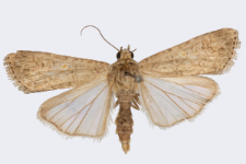 Spodoptera exigua