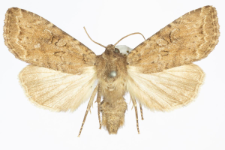 Apterogenum ypsillon