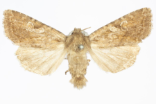 Apterogenum ypsillon
