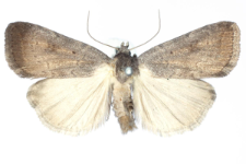 Athetis pallustris