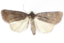 Athetis pallustris