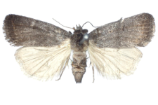 Athetis pallustris