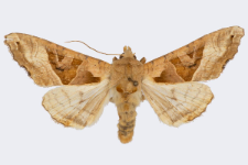 Phlogophora meticulosa