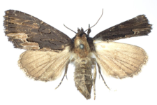 Dypterigia scabriuscula