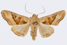 Phlogophora meticulosa