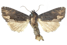 Dypterigia scabriuscula