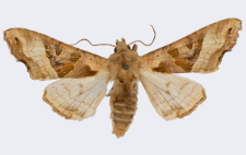 Phlogophora meticulosa