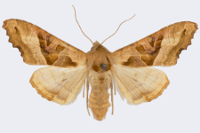 Phlogophora meticulosa