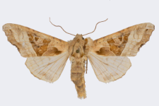 Phlogophora meticulosa