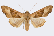 Phlogophora meticulosa