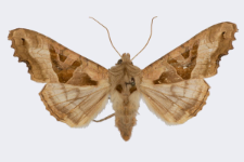Phlogophora meticulosa