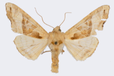 Phlogophora meticulosa