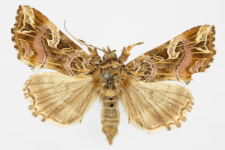 Callopistria juventina