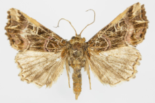Callopistria juventina