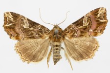 Callopistria juventina