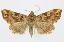 Callopistria juventina
