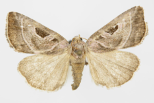 Callopistria virgo