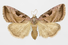 Callopistria virgo