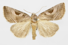 Callopistria virgo