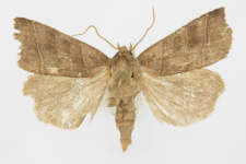 Ipimorpha retusa