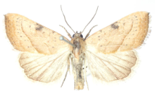 Galgula partita