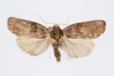 Bryophila raptricula