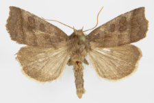 Ipimorpha retusa