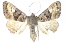Euplexia luciparia
