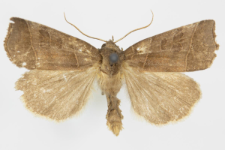 Ipimorpha retusa