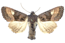 Euplexia luciparia