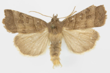 Ipimorpha retusa