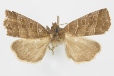 Ipimorpha retusa