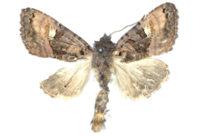 Euplexia luciparia