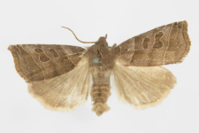 Ipimorpha retusa