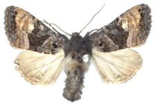 Euplexia luciparia
