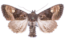 Euplexia luciparia