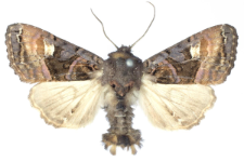 Euplexia luciparia