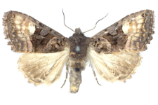 Euplexia luciparia