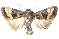 Euplexia luciparia